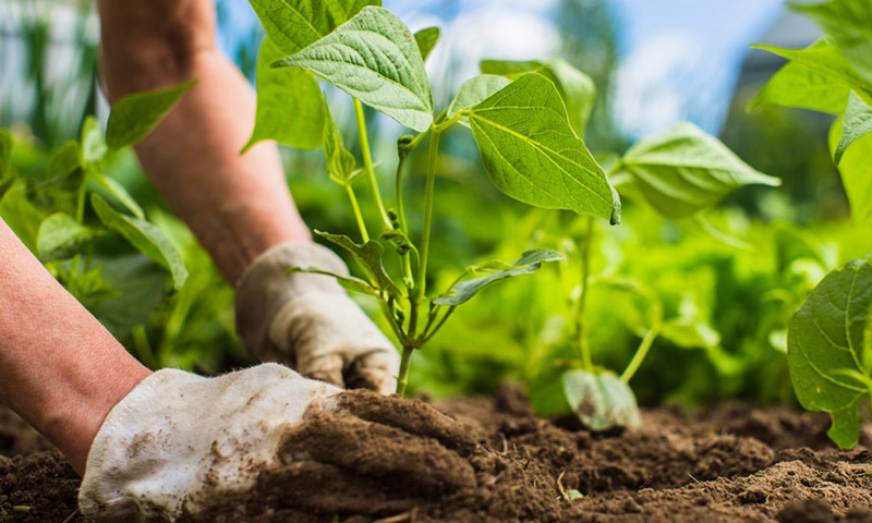 Học làm vườn – Bắt đầu từ đâu?