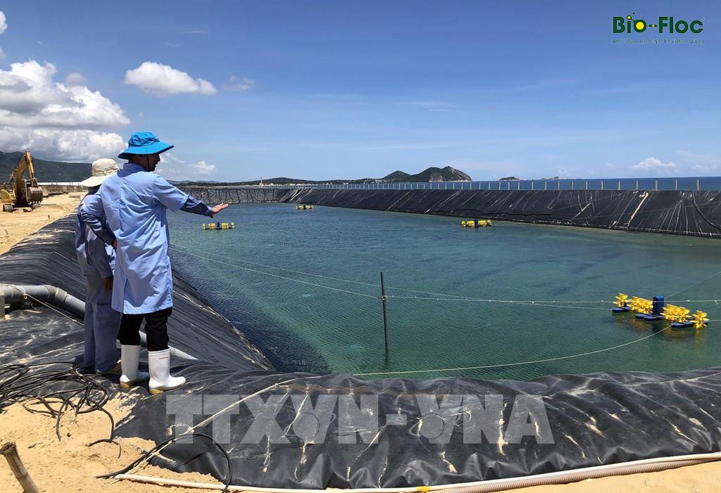 Công nghệ Bioflocs nuôi thủy sản